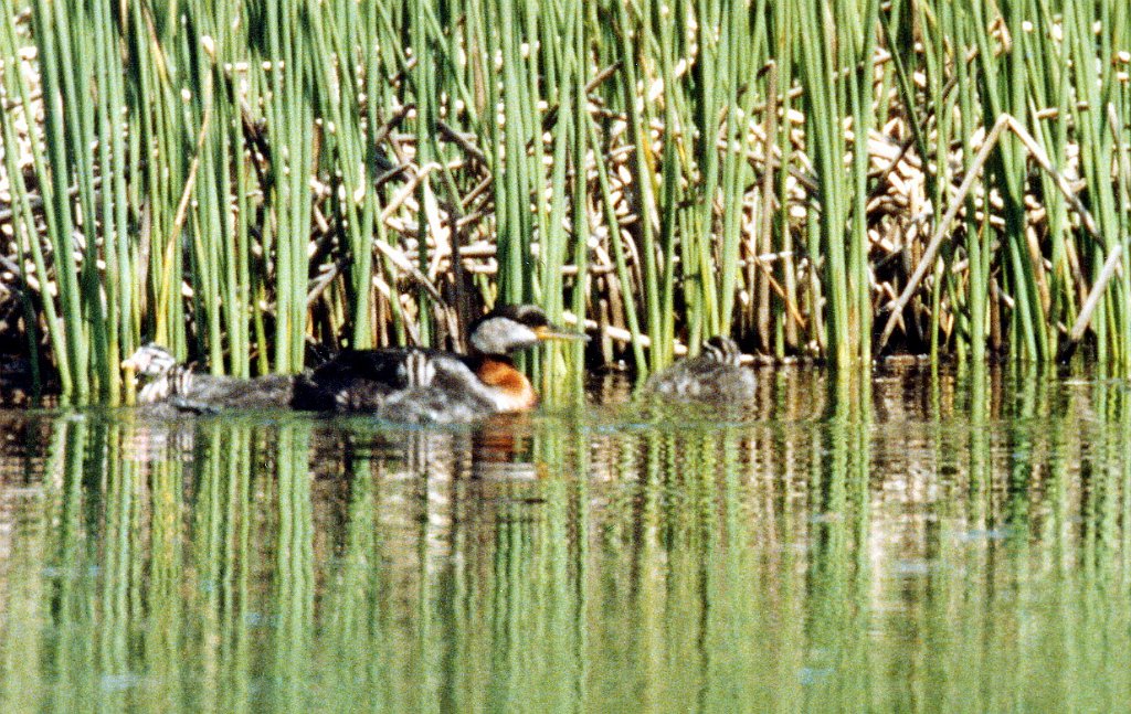 Grebe, Red-necked 1d B02P70I02b.jpg - Red-necked Grebe